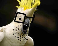 animal bird feather glasses open_mouth parrot stubble variant:unknown // 925x730 // 274.7KB