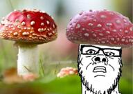 blurred_background closed_mouth clothes fungus glasses hat irl_background mushroom mustache neutral soyjak staring stubble variant:a24_slowburn_soyjak // 754x537 // 577.5KB