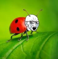 animal bloodshot_eyes bug crying ear glasses green_background irl_background ladybug open_mouth outdoors outside soyjak stubble variant:classic_soyjak // 704x720 // 466.1KB