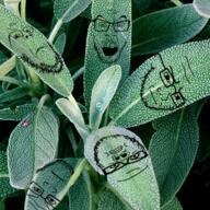 5soyjaks angry closed_mouth frown glasses irl leaf mustache open_mouth plant sage_(herb) soyjak stubble variant:a24_slowburn_soyjak variant:classic_soyjak variant:feraljak variant:gapejak variant:markiplier_soyjak // 515x515 // 682.0KB