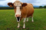 cow glasses irl irl_background nigger_cow open_mouth soyjak stubble variant:unknown // 1600x1064 // 2.8MB