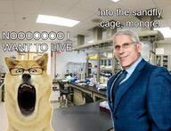 animal_abuse buff dog doge dr_fauci glasses irl_background open_mouth text variant:markiplier_soyjak // 745x575 // 83.2KB