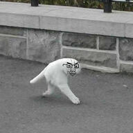 animal cat face face_only glasses irl irl_background variant:chudjak // 1200x1200 // 151.8KB