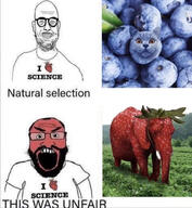 2soyjaks animal blueberry cat ear elephant food fruit glasses heart i_love open_mouth pussymouth red_skin science smile soyjak strawberry stubble subvariant:science_lover text this_was_unfair variant:markiplier_soyjak variant:microplasticsjak // 1080x1170 // 813.0KB