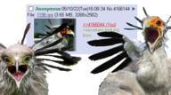 3soyjaks 4chan an_(4chan) animal bird glasses irl open_mouth stubble variant:two_pointing_soyjaks wing // 508x284 // 188.7KB