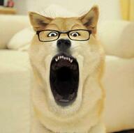 animal dog doge ear glasses irl irl_background open_mouth smile soyjak stubble variant:markiplier_soyjak // 680x677 // 39.5KB