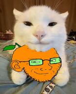 animal cat froot glasses irl leaf orange orange_(fruit) orange_skin soyjak stubble variant:soyak // 736x903 // 799.3KB