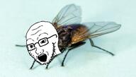animal bug fly glasses open_mouth soyjak stubble variant:classic_soyjak // 697x394 // 308.1KB