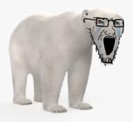 anima bear bloodshot_eyes crying ear glasses irl open_mouth polar_bear soyjak stretched_mouth stubble variant:soyak // 773x706 // 399.3KB