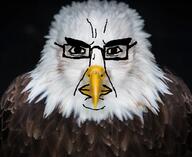 animal beak closed_mouth eagle feather front_facing glasses realistic redraw variant:chudjak // 1024x839 // 704.1KB