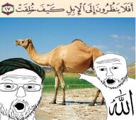 allah arabic_text beard camel glasses looking_at_you open_mouth quran turban variant:two_pointing_soyjaks // 1080x953 // 192.3KB