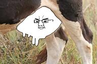 angry chudder closed_mouth cow glasses irl irl_background udder variant:chudjak // 1800x1200 // 2.8MB