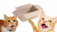 animal box cat irl open_mouth soy_parody variant:two_pointing_soyjaks // 1280x720 // 90.0KB